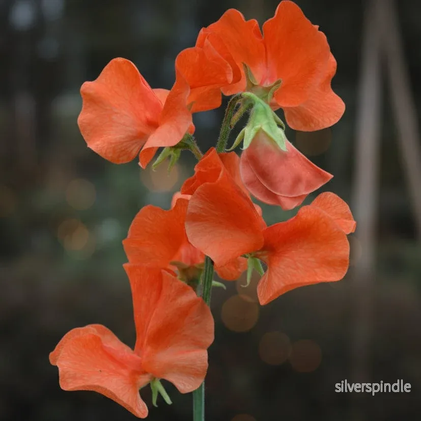 Luktärt ‘Spring Sunshine Orange’ - Bild 2