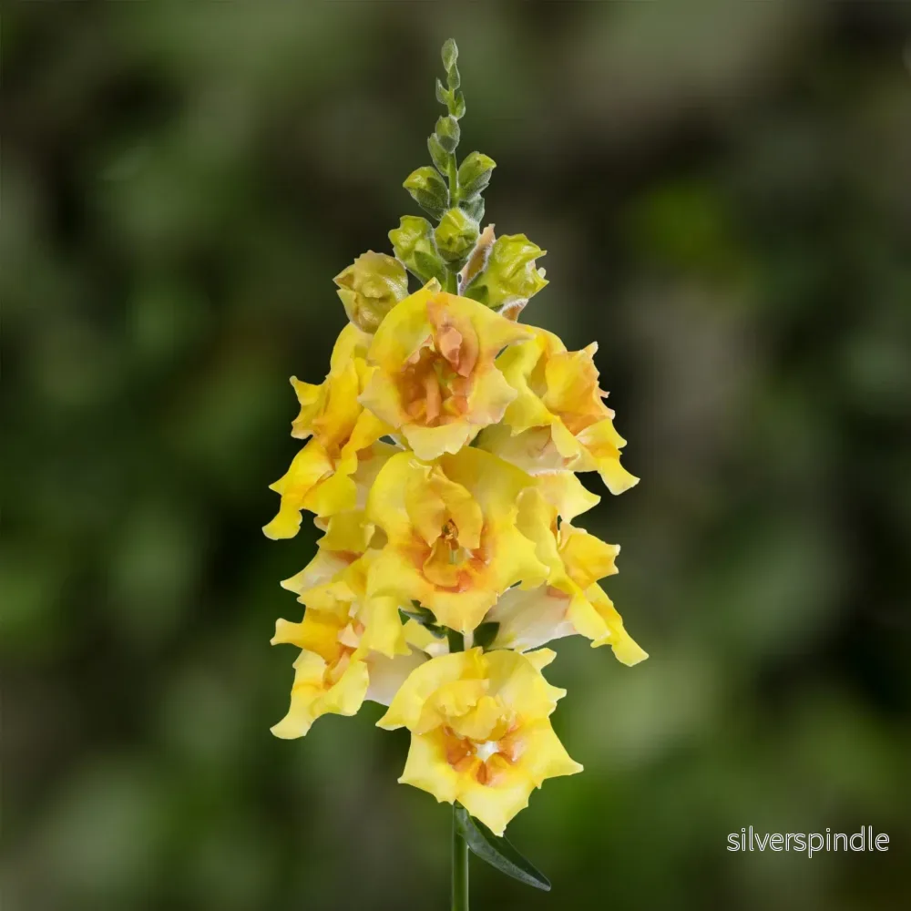 Lejongap ’Sweet Duet Citrus’ F1