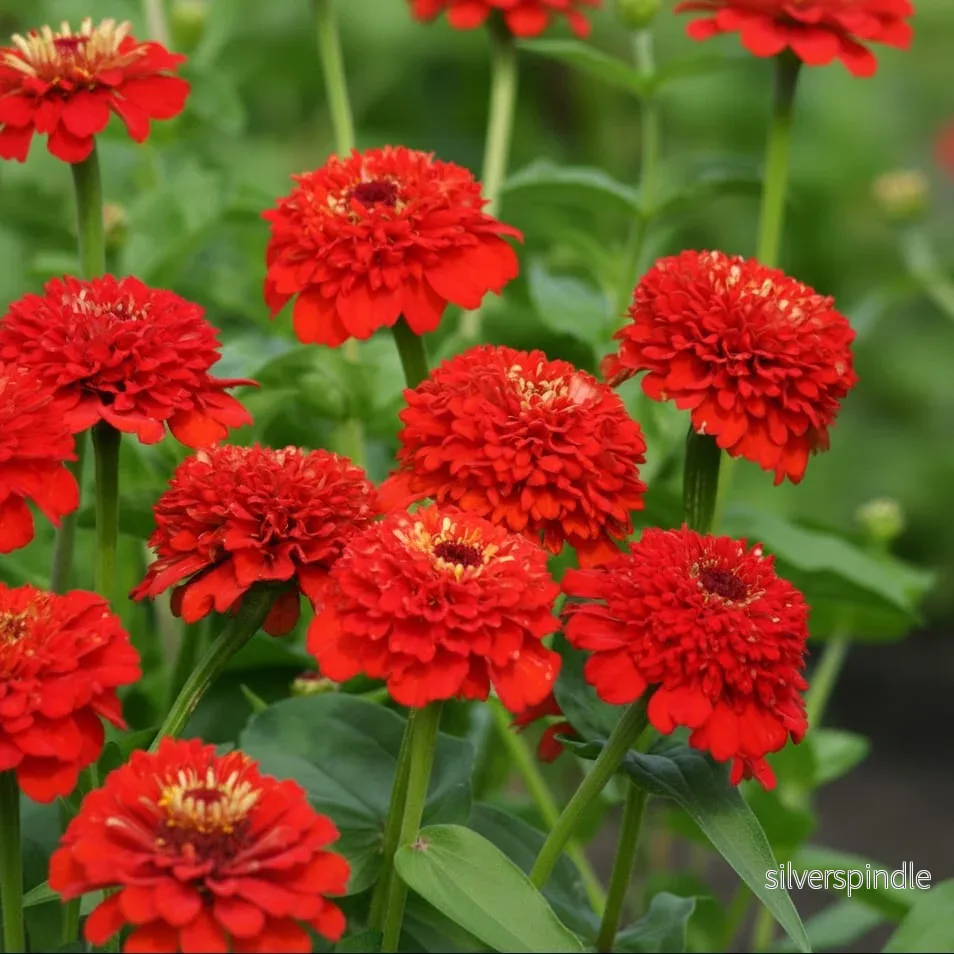 Zinnia ‘Zinderella Red’ - Bild 2
