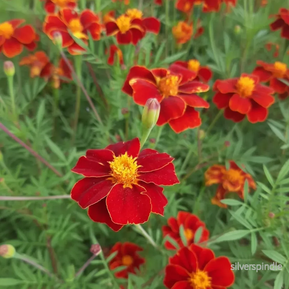 Linnétagetes 'Burning Embers' - Bild 3