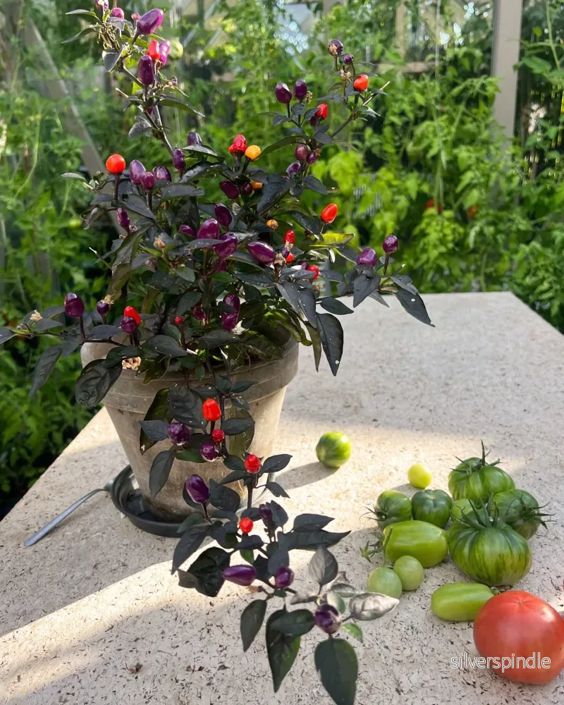 Minichili 'Lila Luzi', Ekologisk - Bild 2