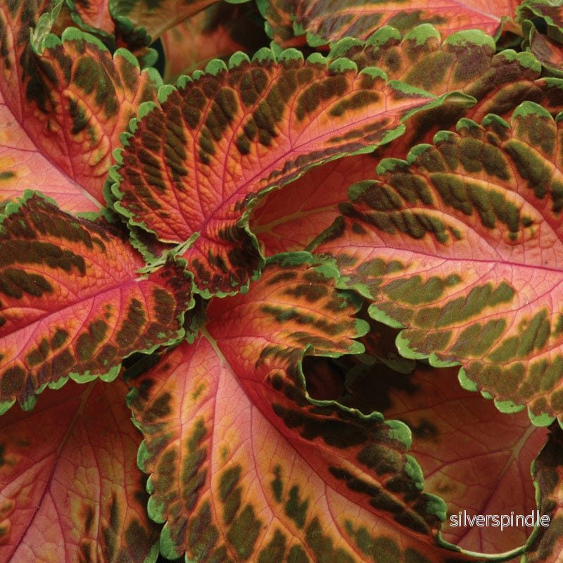 Palettblad ‘Wizard Coral Sunrise’ - Bild 3