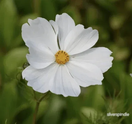 Rosenskära ‘Purity White’ - Bild 2