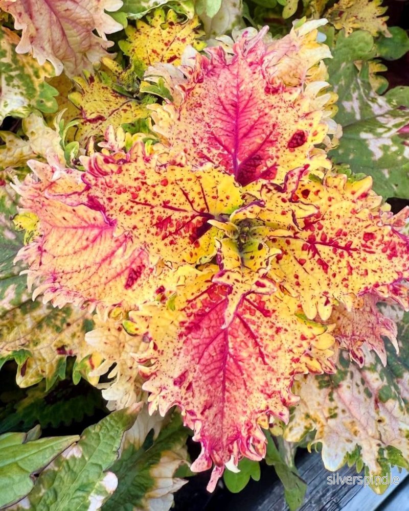 Palettblad ‘F2506’ Palettblad ‘F2506’