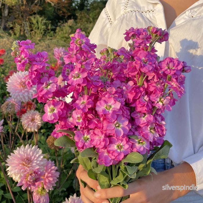 Lövkoja ‘Anytime Hot Pink’ Lövkoja ‘Anytime Hot Pink’