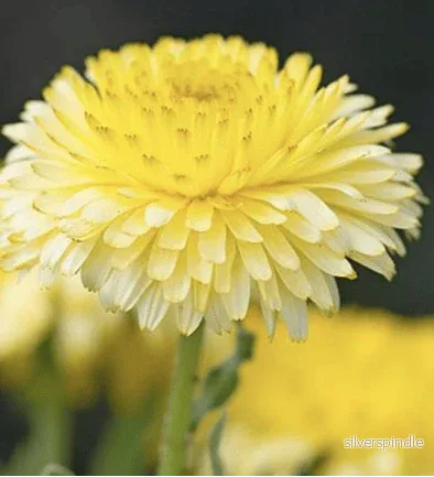 Ringblomma ‘Double Lemon’ - Bild 2