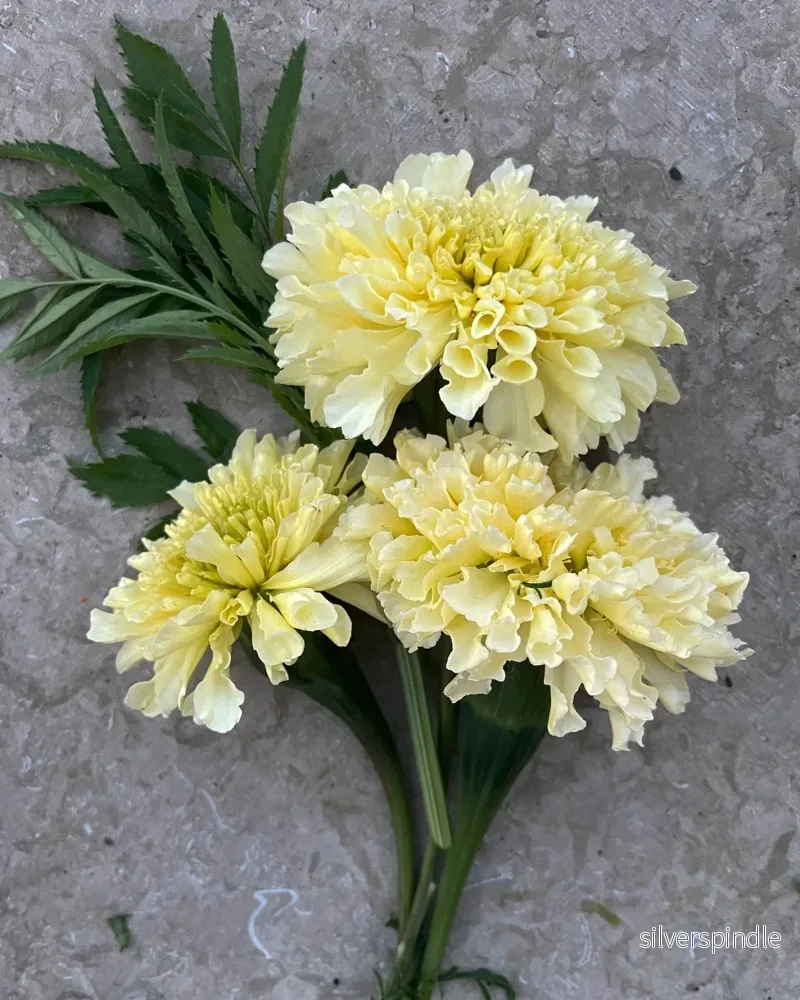 Tagetes 'Kilimanjaro' - Bild 2