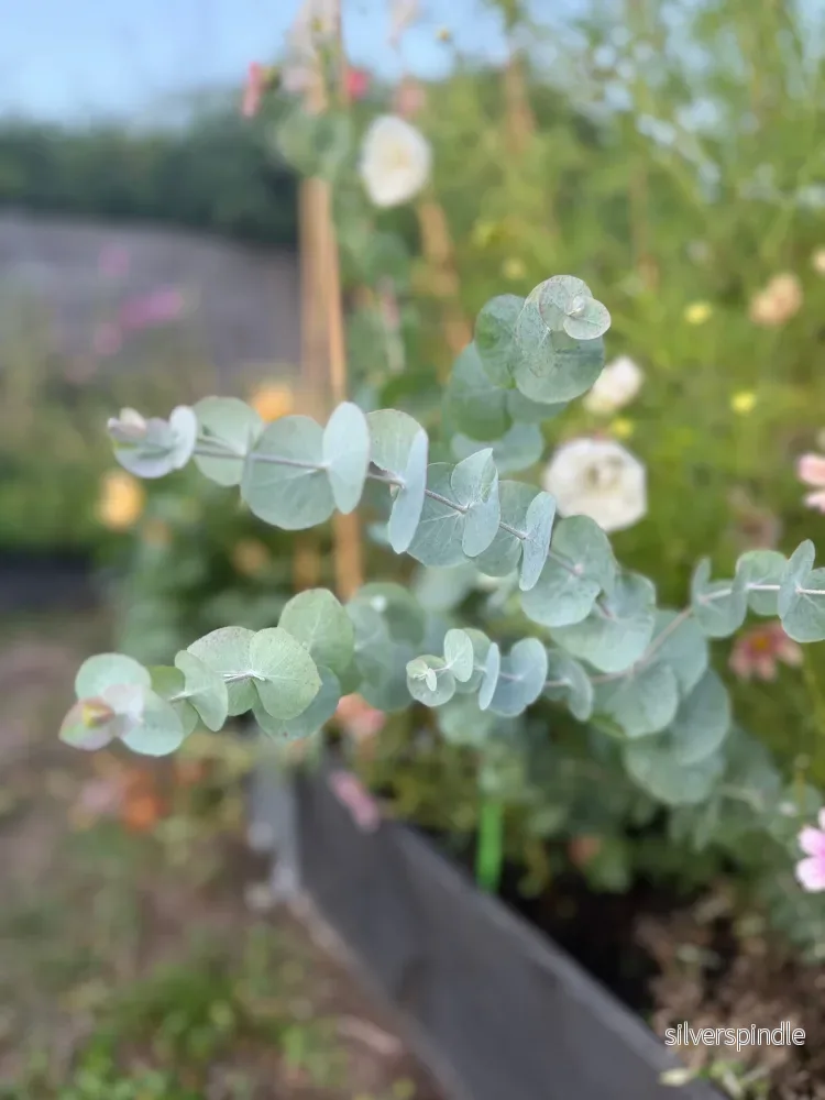 Eukalyptus ‘Baby Blue Spiral’ - Bild 3