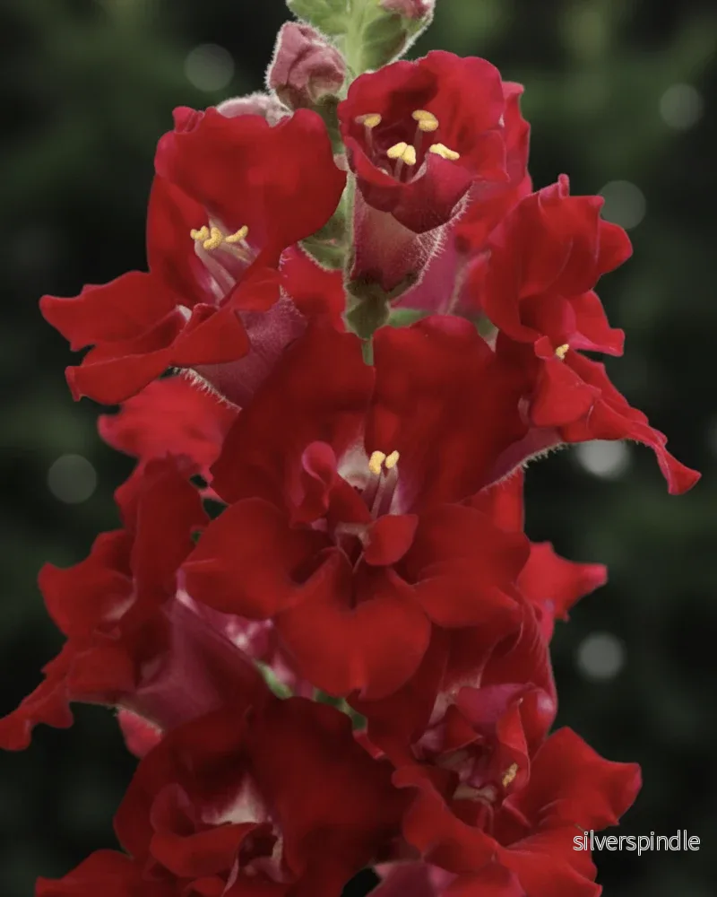 Lejongap ‘Doubleshot Crimson Red’ F1