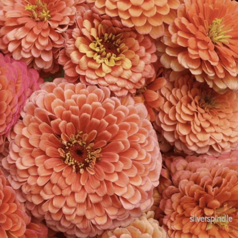 Zinnia ‘Benary Giant Salmon Rose’ Zinnia ‘Benary Giant Salmon Rose’