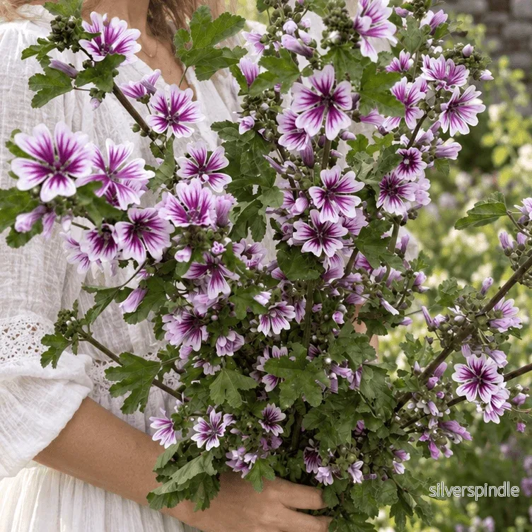 Rödmalva ‘Zebrina’ Rödmalva ‘Zebrina’