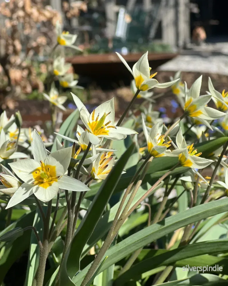 Botanisk tulpan ’Turkestanica’