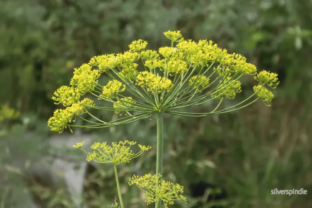 Dill ‘Mammoth’ – medeltidig krondill med extra stora kronor - Bild 2