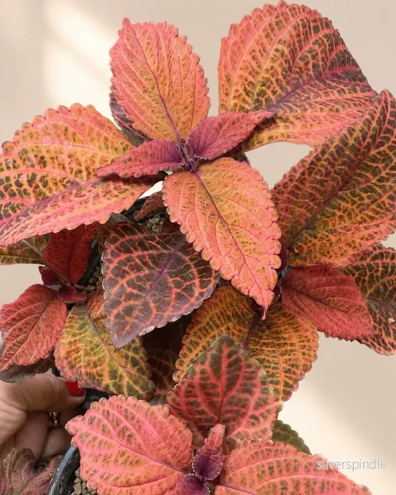 Palettblad ’NN Pink Grapefruit’