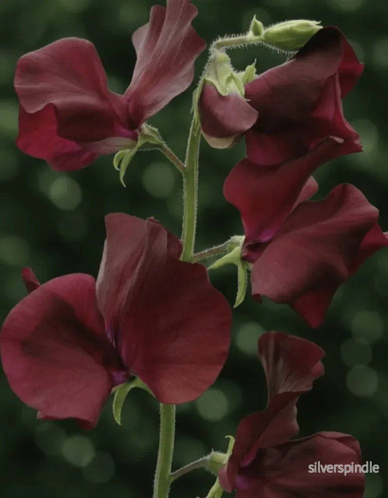 Luktärt ‘Spring Sunshine Burgundy’ - Bild 2