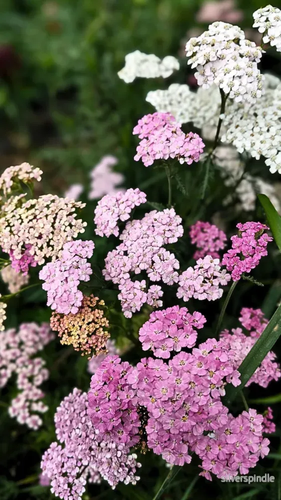 Röllika ‘Summer Pastels Mix’ - Bild 2