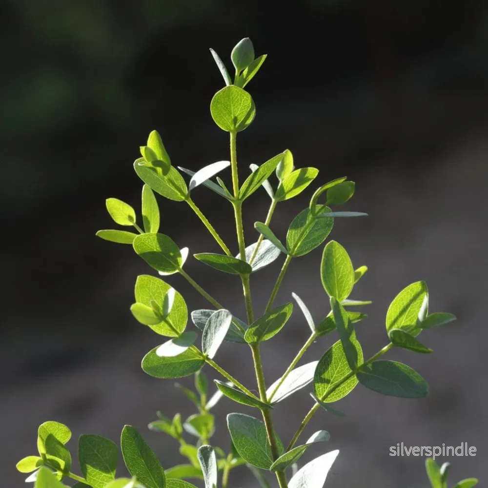 Eukalyptus ‘Boxwood’