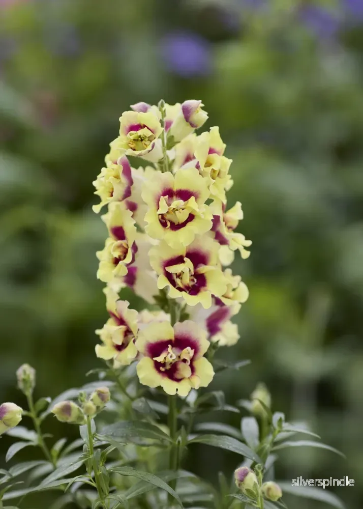 Lejongap ‘Doubleshot Yellow Red Heart’ F1