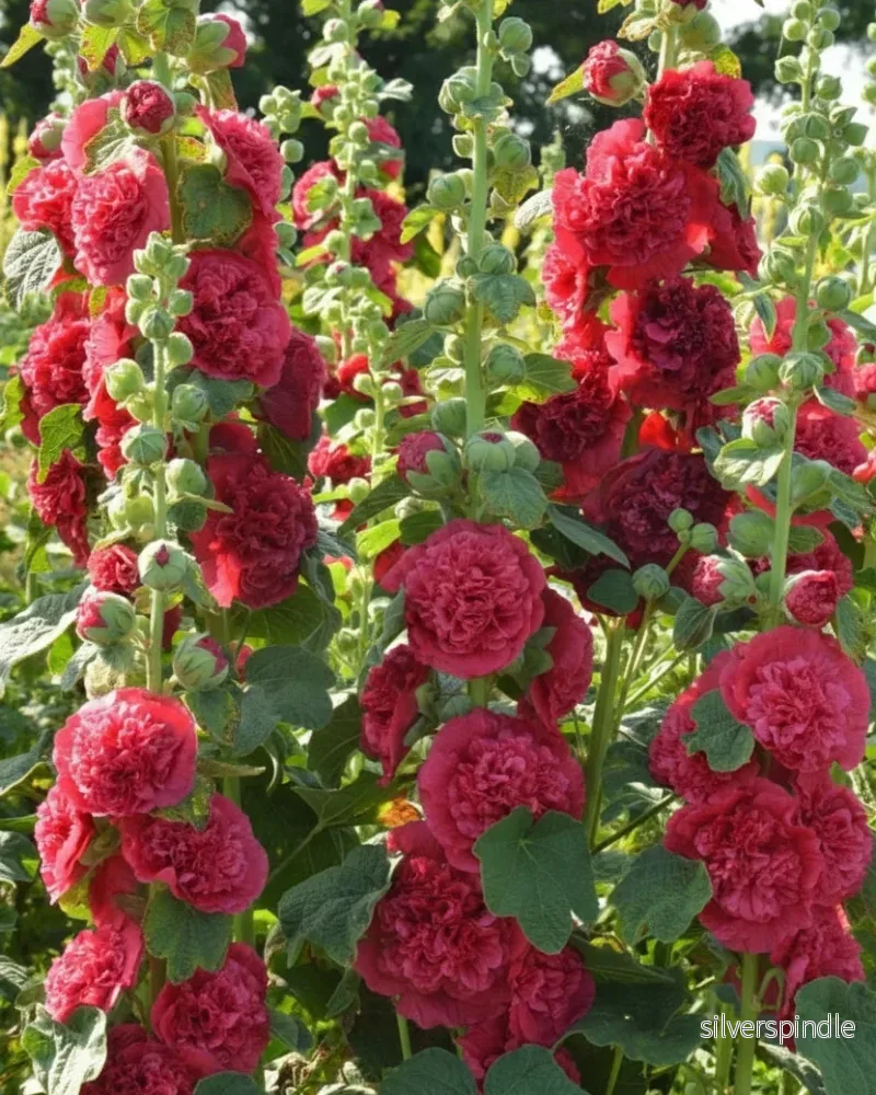 Stockros ‘Chater’s Scarlet’ Stockros ‘Chater’s Scarlet’