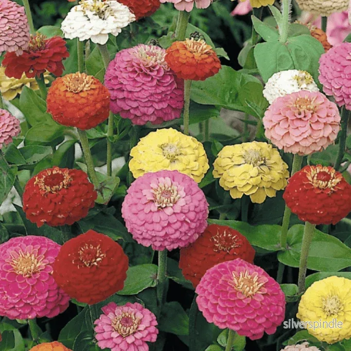 Zinnia ‘Lilliput Mix’ Zinnia ‘Lilliput Mix’