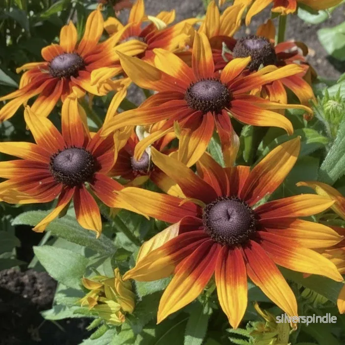 Rudbeckia ‘Cappuccino’ Rudbeckia ‘Cappuccino’