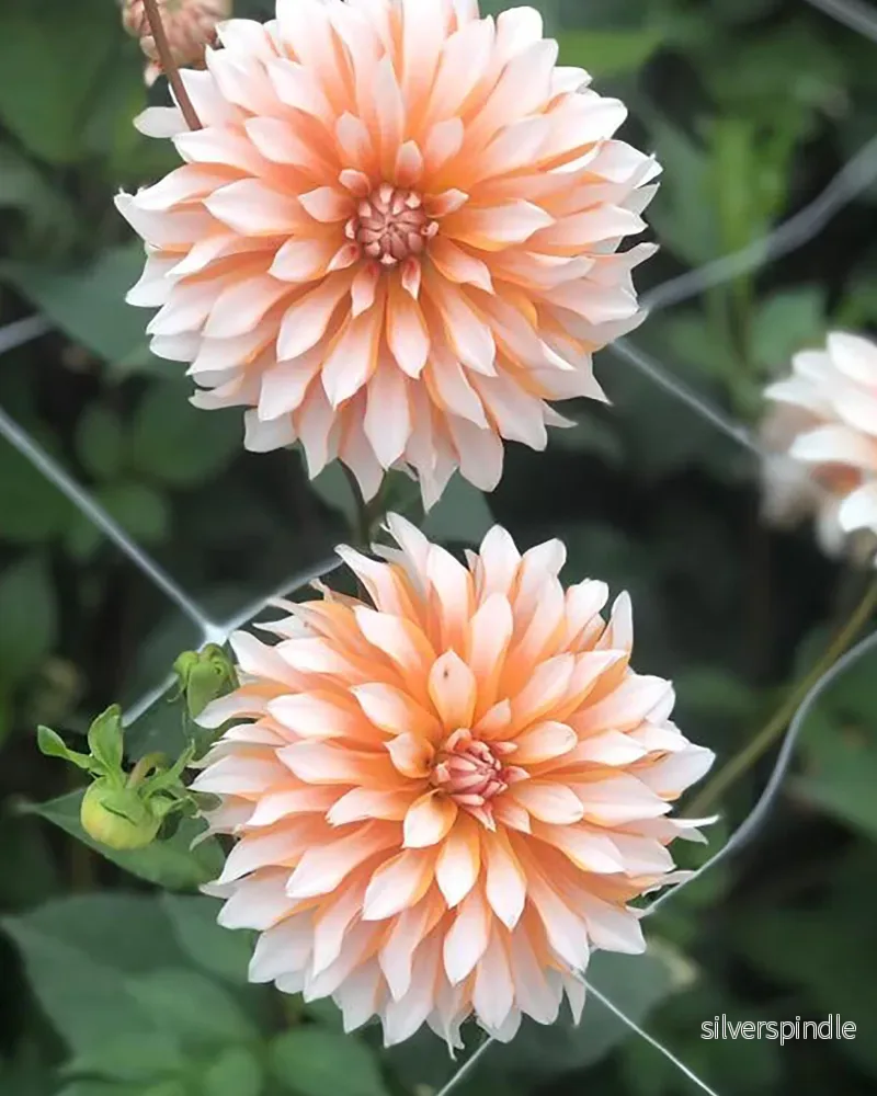 Dahlia ‘Orange & Snow’ Dahlia ‘Orange & Snow’