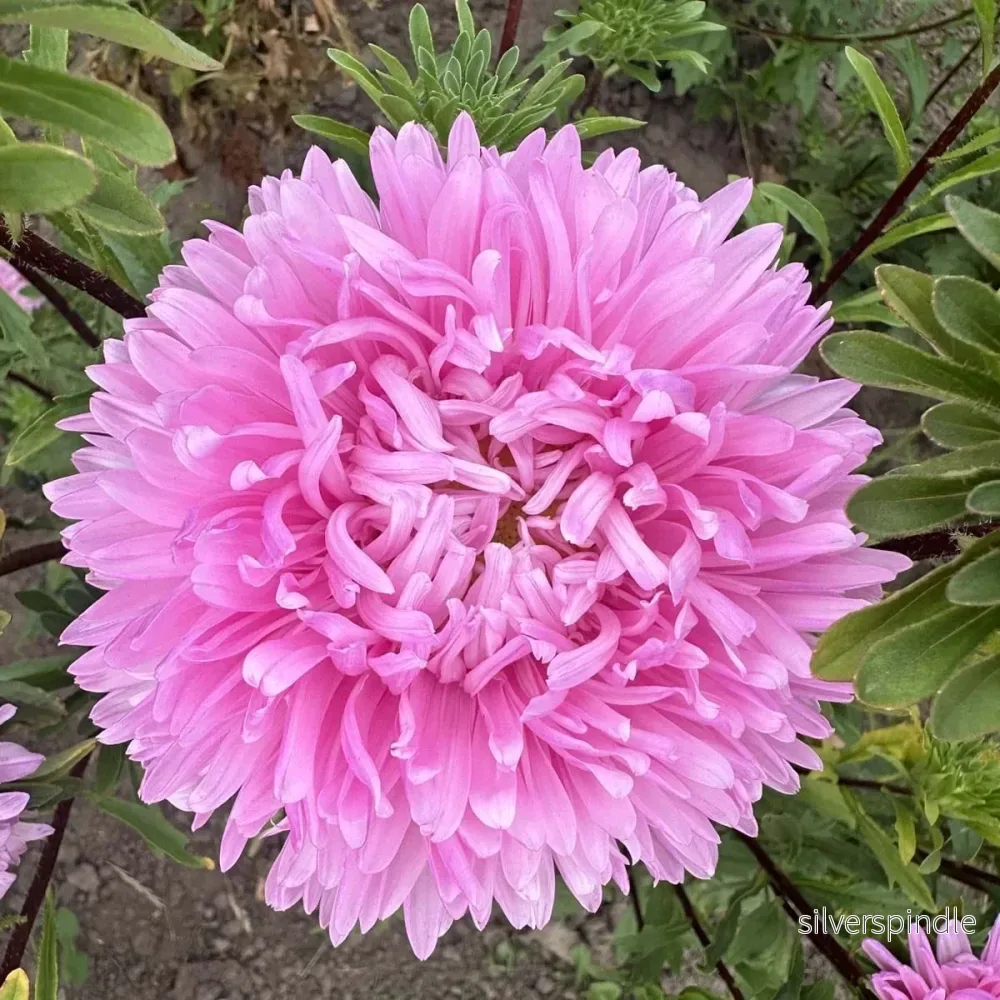 Sommaraster ‘King Size Pink’ - Bild 2