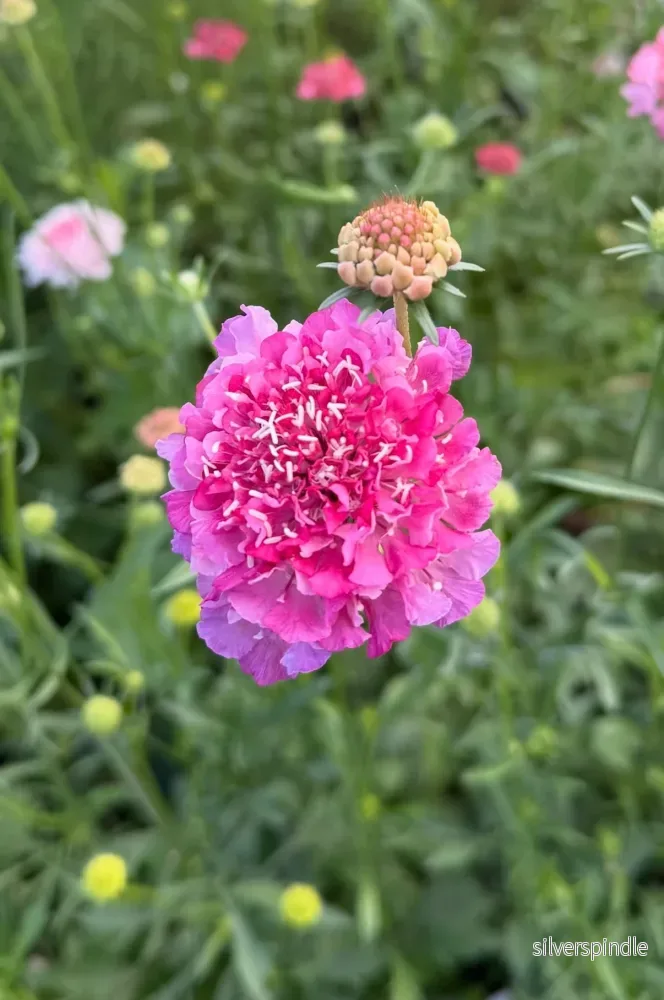 Praktvädd ’Tall Double Rose’