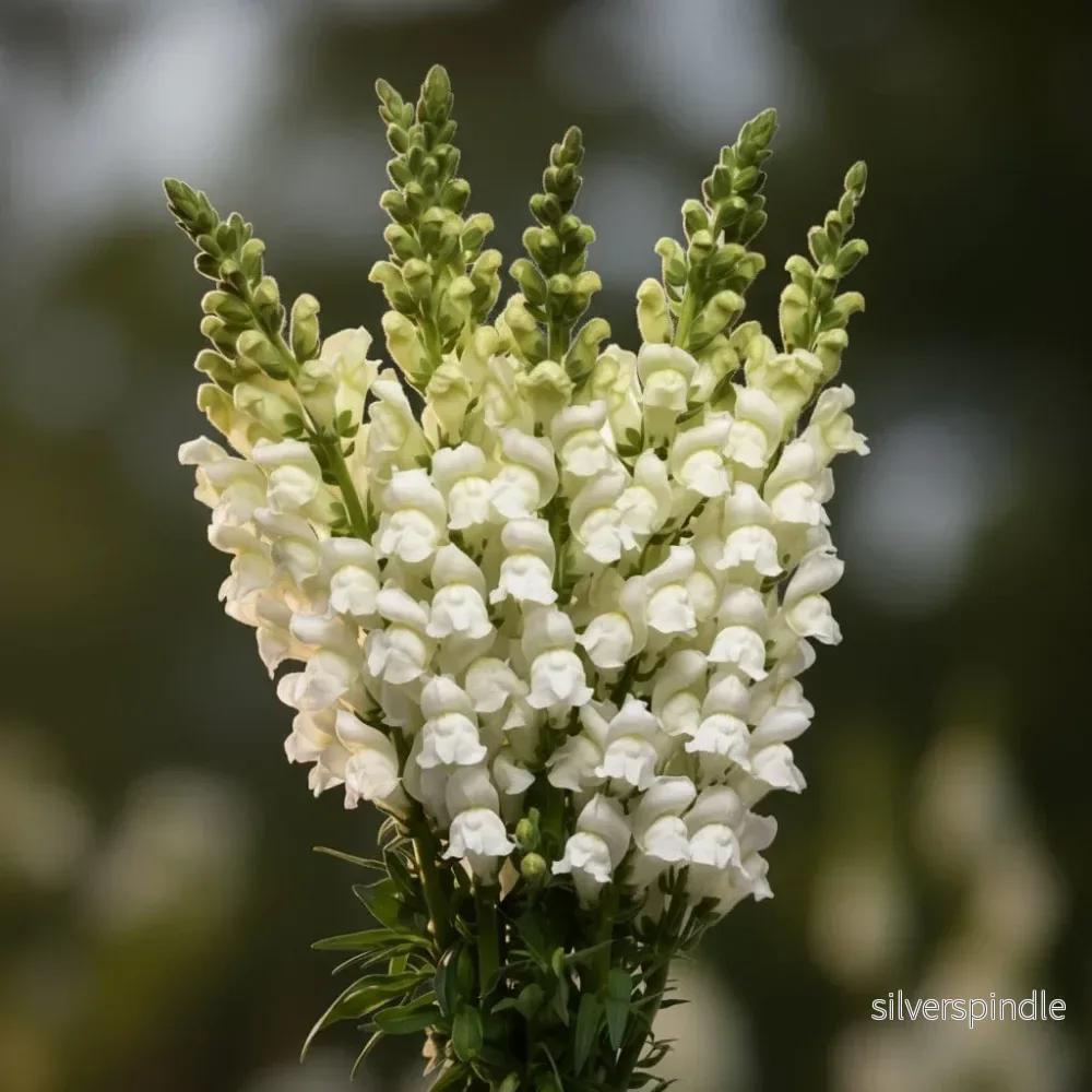 Lejongap ‘Potomac White’ F1 Lejongap ‘Potomac White’ F1