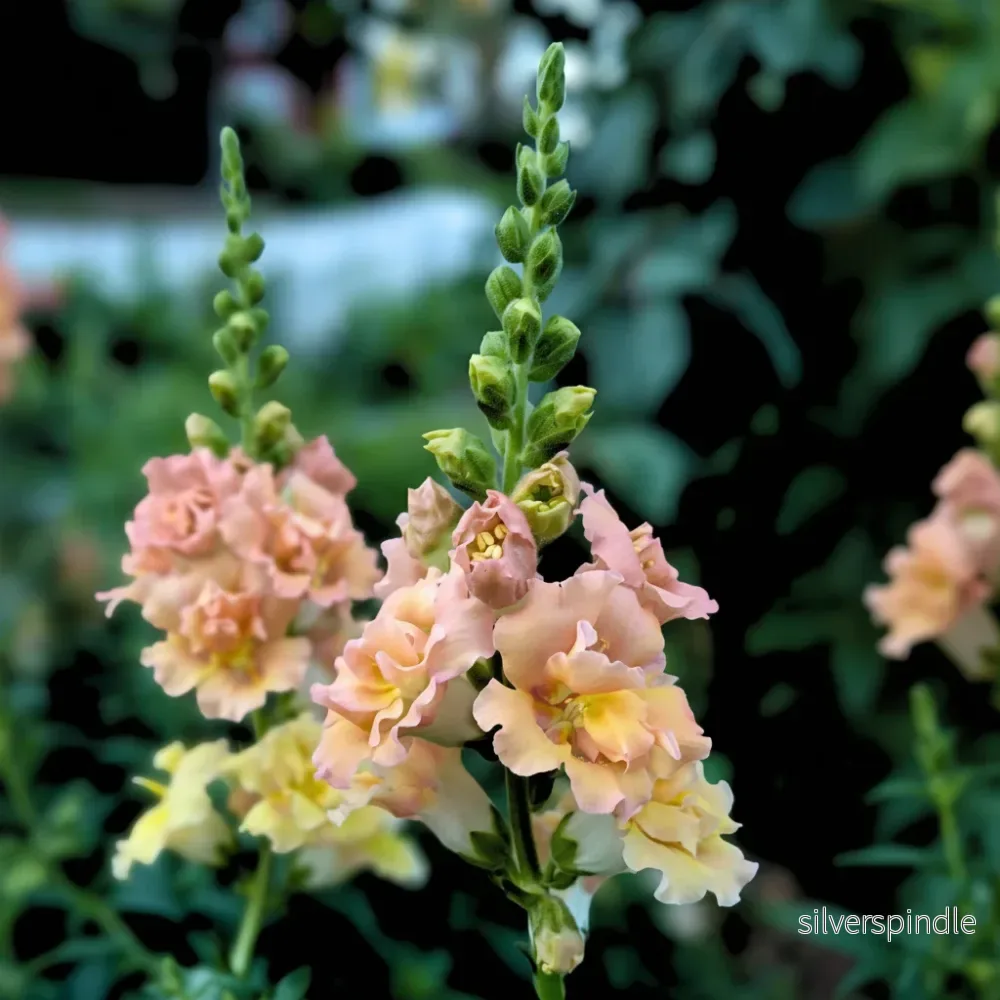 Lejongap ‘Snapstar Champagne’ F1