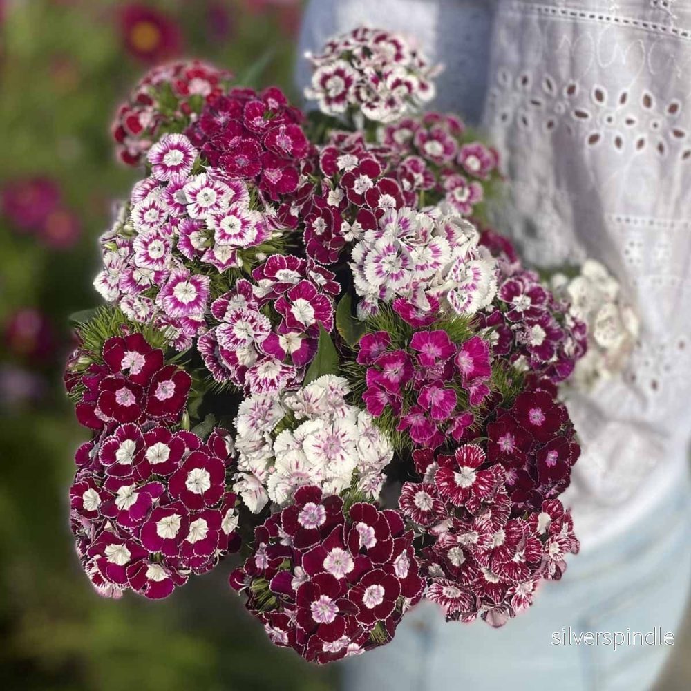 Borstnejlika ‘Hollandia Purple Crown’