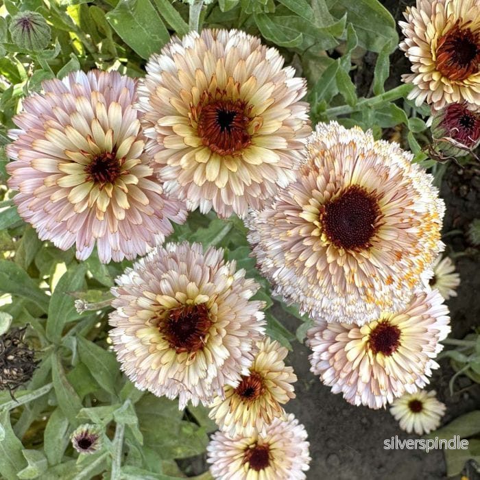 Ringblomma ‘Pygmy Buff’