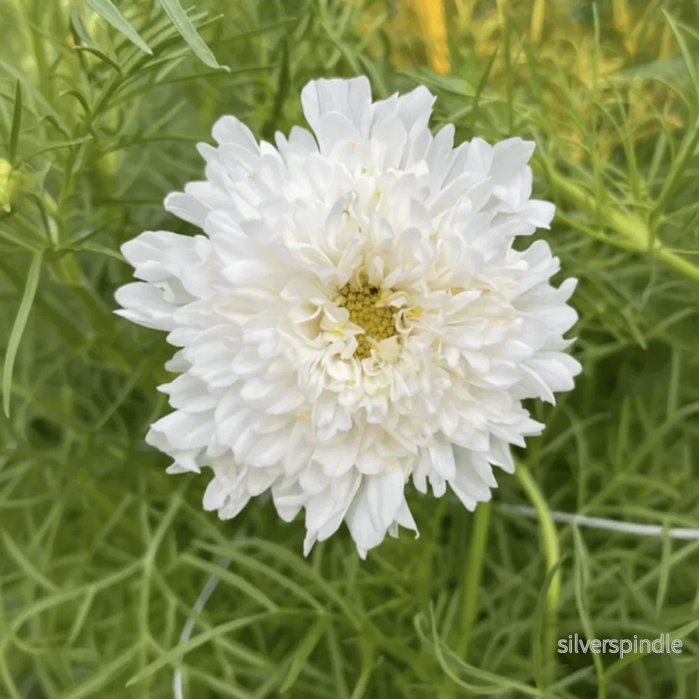 Rosenskära ‘Double Click Snowpuff’ Rosenskära ‘Double Click Snowpuff’