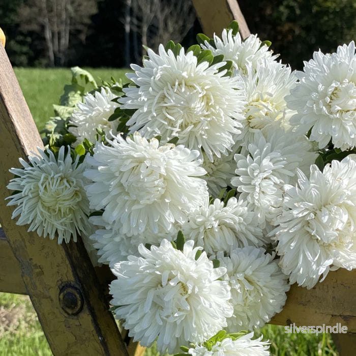 Sommaraster ‘King Size White’ - Bild 3