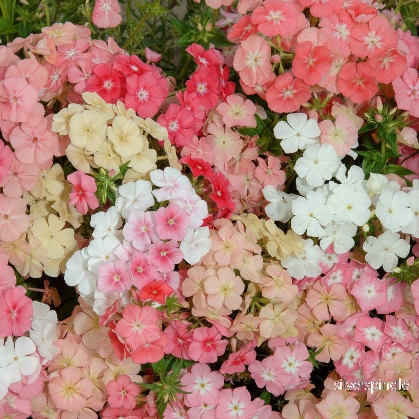 Sommarflox ‘Beauty Coral Reef’ - Bild 2
