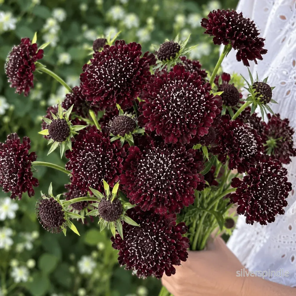 Praktvädd ’Black Knight’
