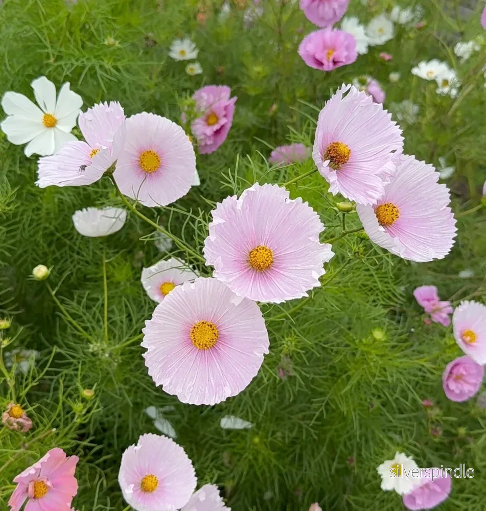 Rosenskära ‘Cupcakes Blush’ Rosenskära ‘Cupcakes Blush’