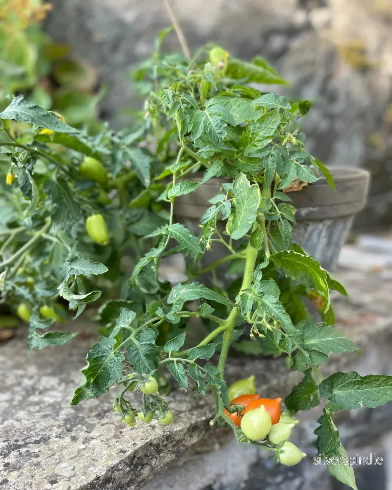 Körsbärstomat 'Plumbrella' Mix - Nyhet! - Bild 2