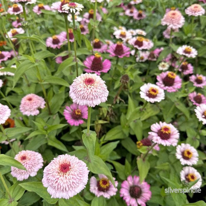 Zinnia ‘Zinderella Lilac’ - Bild 2