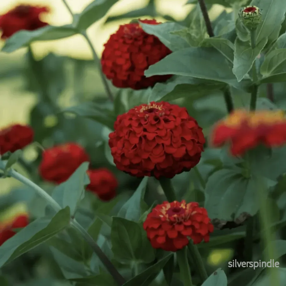 Zinnia ‘Oklahoma Scarlet’