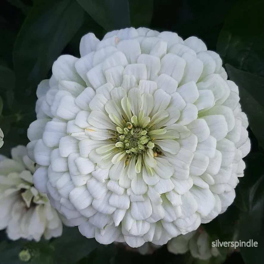 Zinnia ‘Benary Giant White’ Zinnia ‘Benary Giant White’