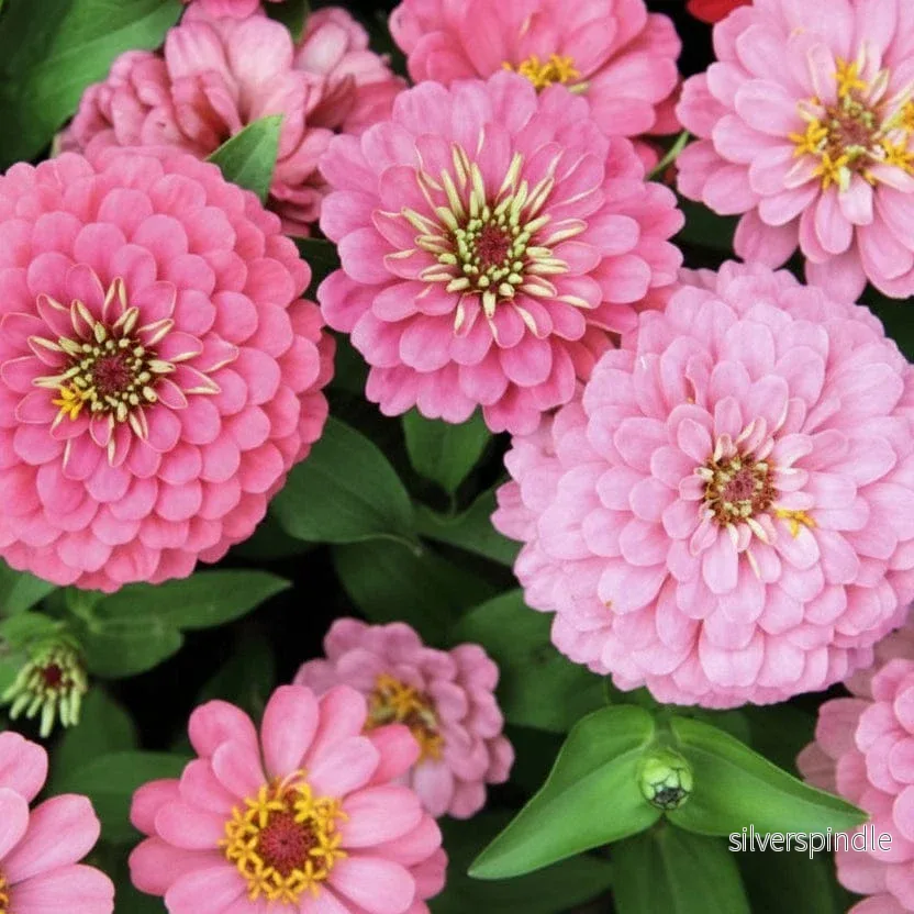 Zinnia ‘Oklahoma Pink’ - Bild 3