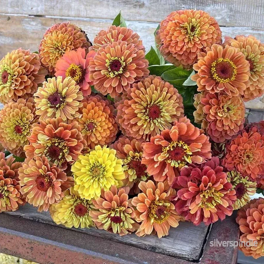 Zinnia ‘Queeny Lime Orange’ - Bild 2