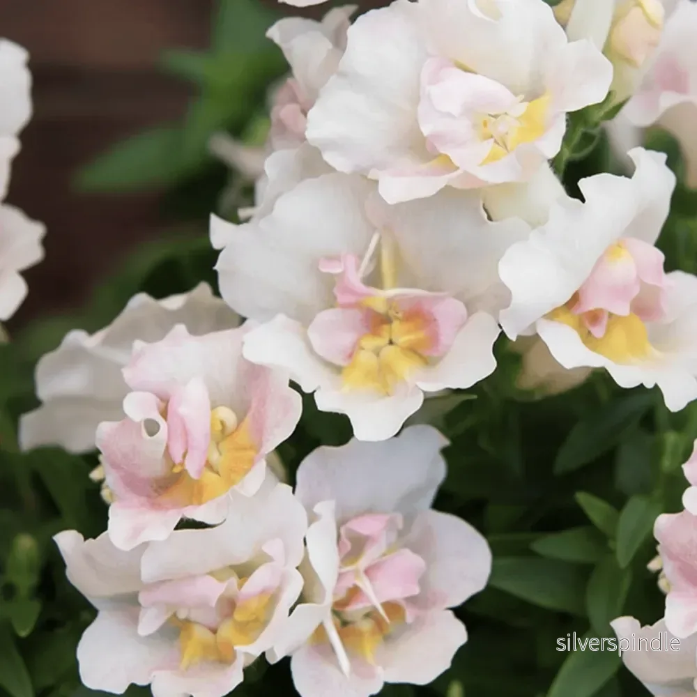 Lejongap ‘Twinny Appleblossom’ F1
