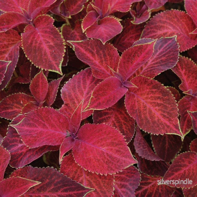 Palettblad ‘Wizard Velvet Red’ Palettblad ‘Wizard Velvet Red’