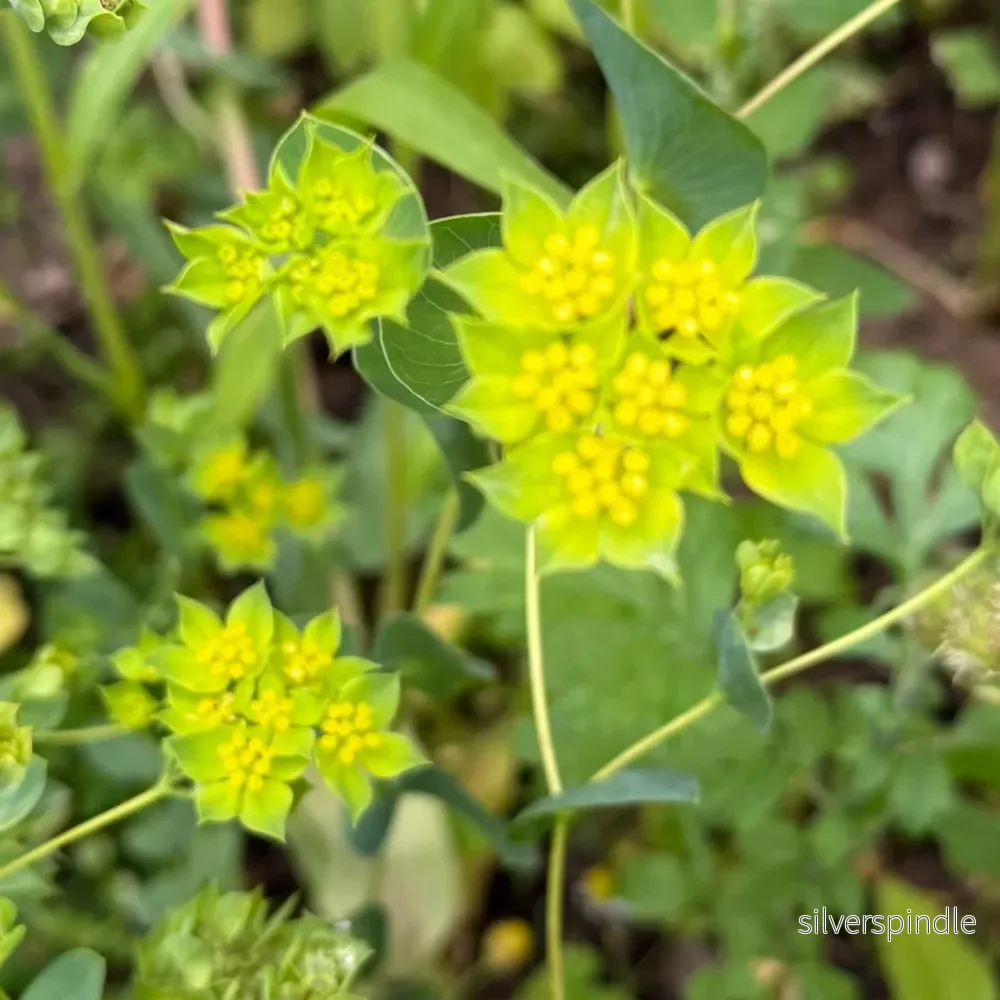 Harört ‘Green Gold’ - Bild 3