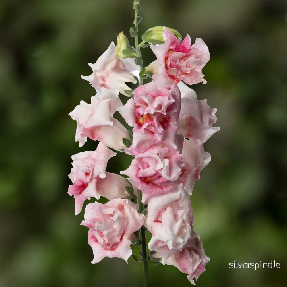 Lejongap ‘Sweet Duet Appleblossom’ F1 Lejongap ‘Sweet Duet Appleblossom’ F1