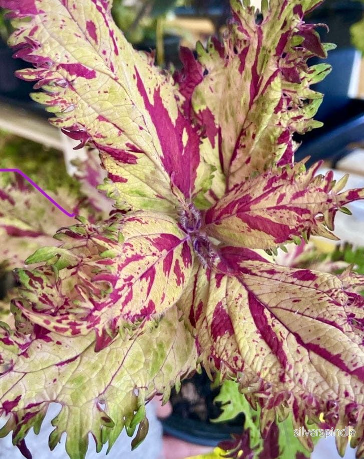 Palettblad ‘Cassiopeja’ Palettblad ‘Cassiopeja’