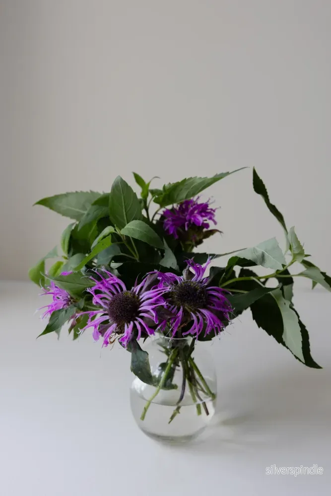 Temynta 'Bergamot' - Bild 2