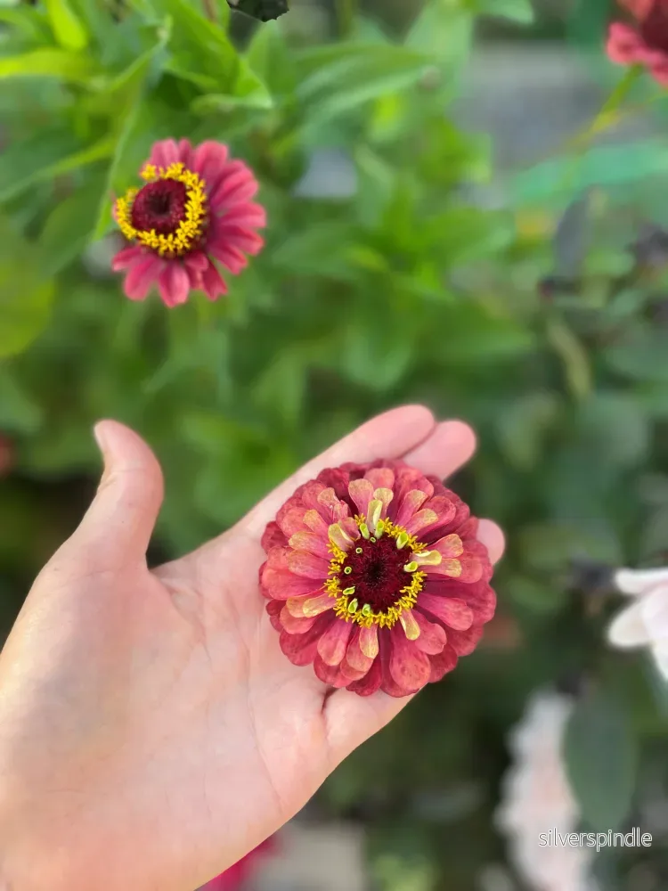 Frökollektion med lättodlade snittblommor i varma toner - Bild 2